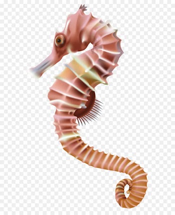 Seahorse Leafy seadragon Clip art - Seahorse PNG Transparent Clip Art Image 