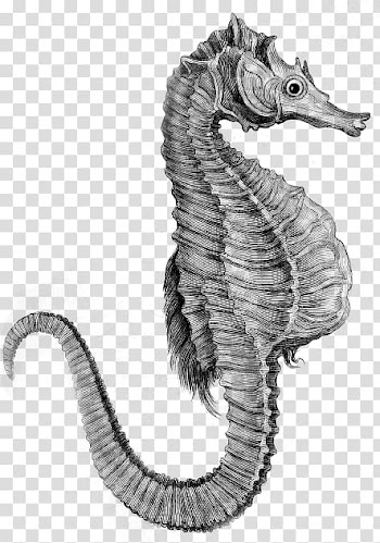 Seahorse Paper Watercolor painting Artist's book Altered book, Seahorse transparent background PNG clipart