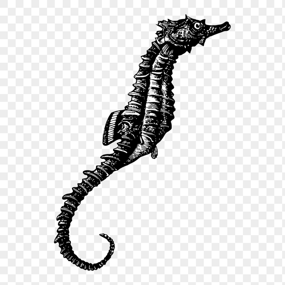 Seahorse png sticker, animal vintage | Free PNG - rawpixel