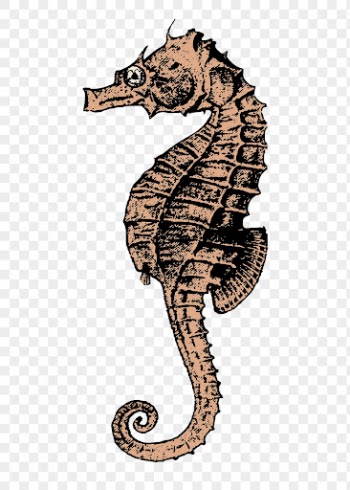 Seahorse png sticker, aquatic animal | Free PNG - rawpixel