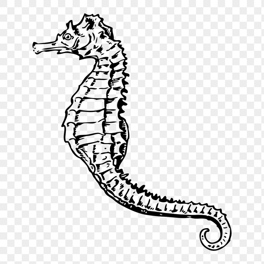 Seahorse png sticker, sea life | Free PNG - rawpixel