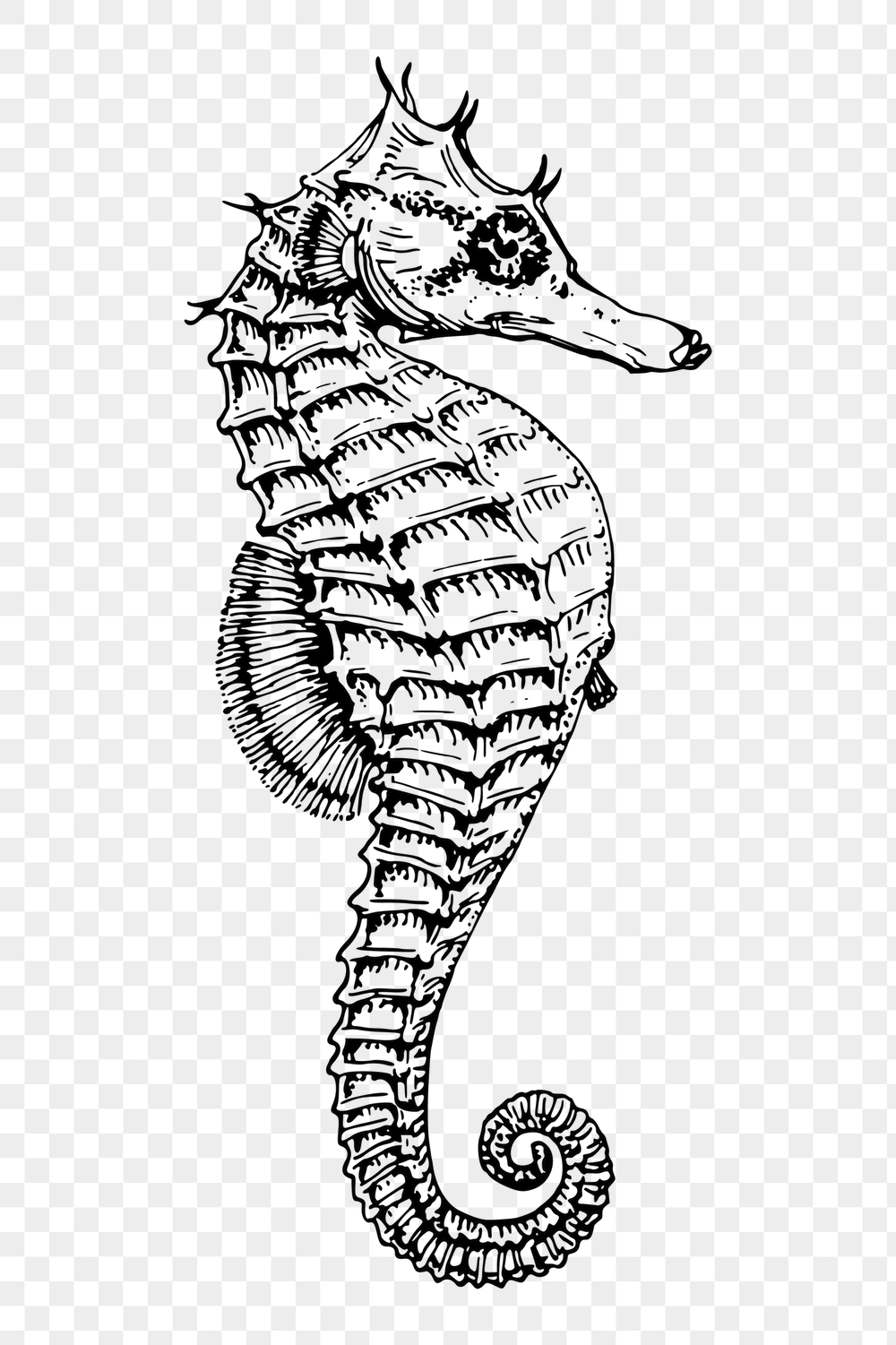 Seahorse png sticker, vintage sea | Free PNG - rawpixel