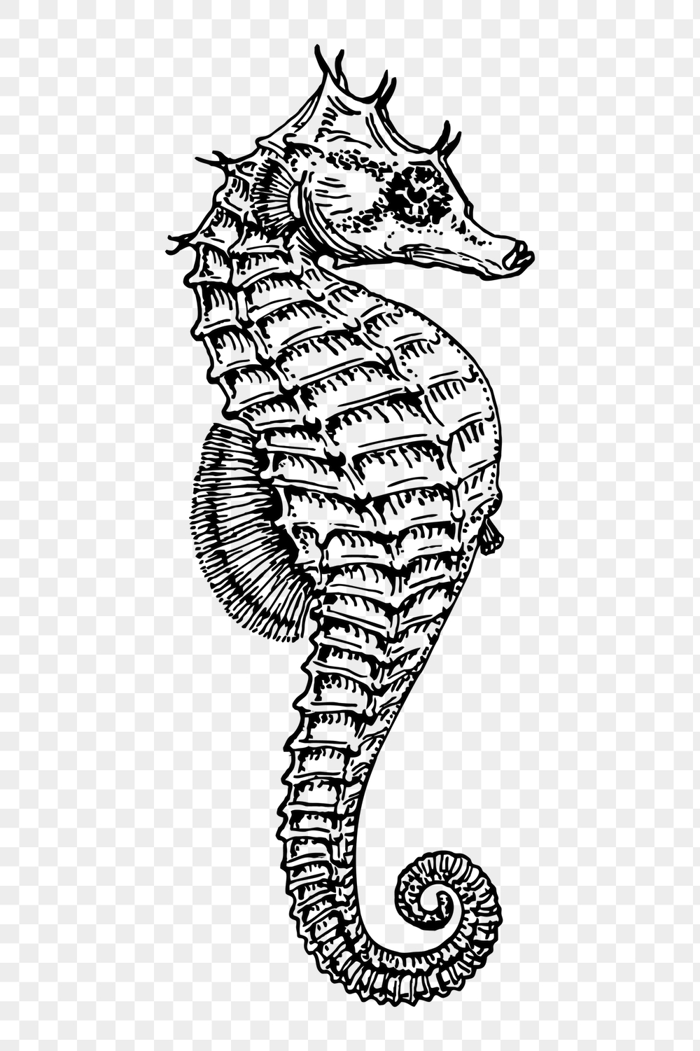Seahorse png sticker, vintage sea | Free PNG - rawpixel
