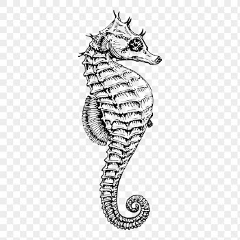 Seahorse png, underwater animal drawing | Free PNG - rawpixel