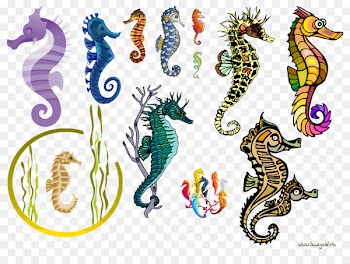 Seahorse Syngnathiformes Ornamental fish - seahorse 
