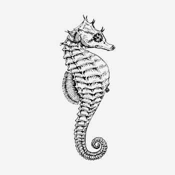 Seahorse underwater animal hand drawn | Free Photo - rawpixel