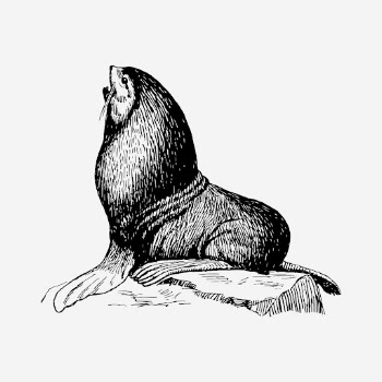 Seal animal drawing, hand drawn | Free Photo - rawpixel