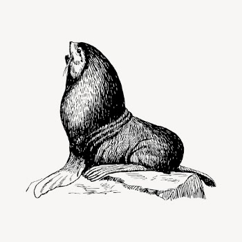 Seal animal drawing, vintage sea | Free Vector - rawpixel