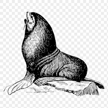 Seal animal png clipart, hand | Free PNG - rawpixel