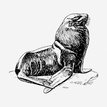 Seal clipart, sea animal vintage | Free Vector - rawpixel