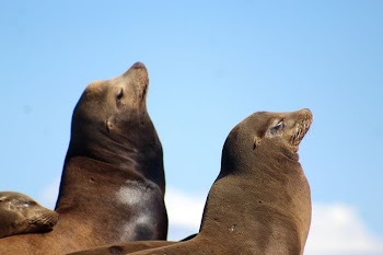 Seal | Free Photo - rawpixel