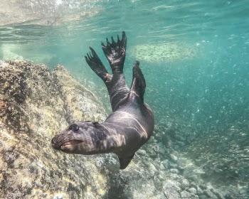 Seal In Body Of Water
