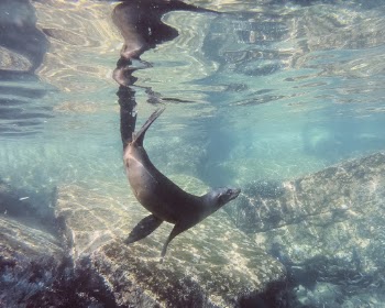 Seal Underwater