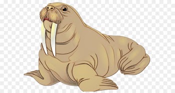 seal walrus california sea lion animal figure marine mammal