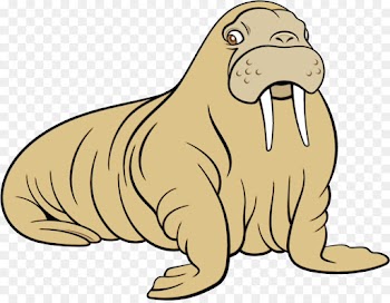 seal walrus california sea lion cartoon marine mammal