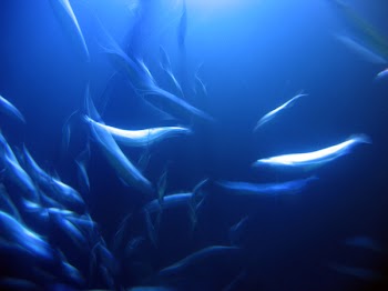 sealife_IMG_7804_.jpg