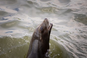 Sealion in Body of Water