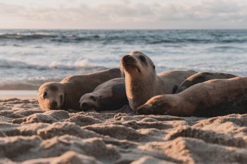Seals just being seals.
IG: instagram.com/febiyanr