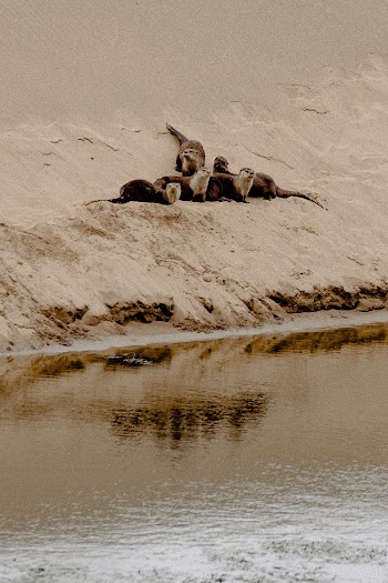 Seals Near Water