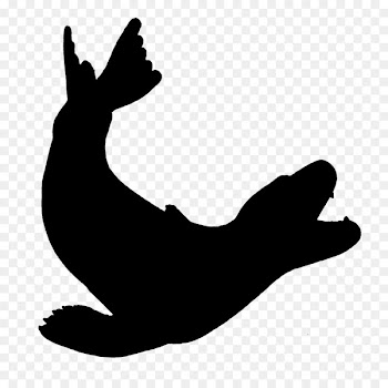 Seals & Sea Lions Leopard Earless seal -  