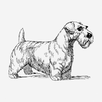 Sealyham dog drawing, vintage pet | Free Photo - rawpixel