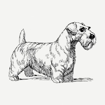 Sealyham dog drawing, vintage pet | Free PSD - rawpixel