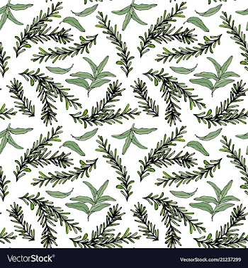 Seamless endless pattern of rosemary branch and vector image
