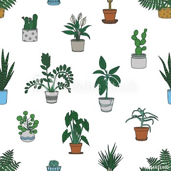 Seamless pattern with houseplants growing in planters on white background
