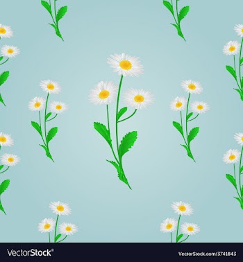 Seamless texture daisy spring blue background vector image