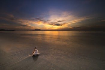 Seashell at Seashore