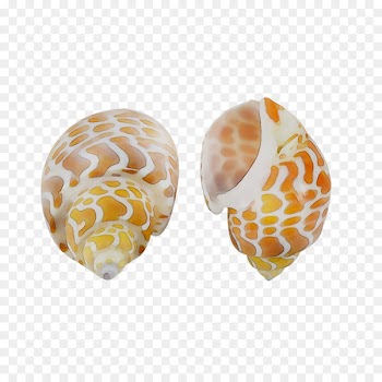 Seashell Babylonia spirata Conchology Nautilidae -  