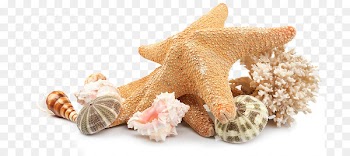 Seashell Beach Clip art - sea shells 