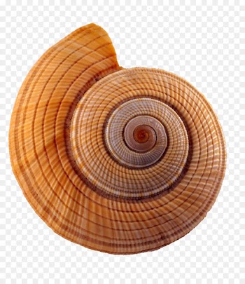 Seashell Caracol Conch Yellow - Spiral conch 