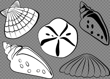 Seashell Clam Bivalvia Computer Icons Cockle free commercial ...