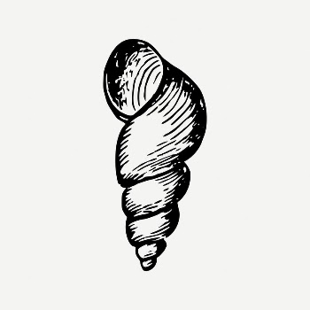 Seashell collage element, beach object | Free PSD Illustration - rawpixel