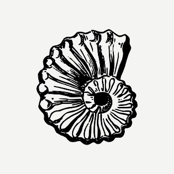 Seashell collage element, beach object | Free PSD Illustration - rawpixel