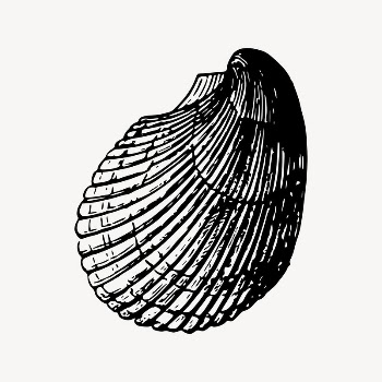 Seashell collage element, marine animal | Free Vector Illustration - rawpixel