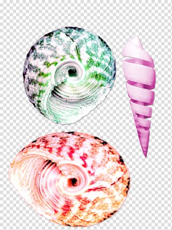 Seashell Color Conch, Small beautiful colorful conch transparent background PNG clipart
