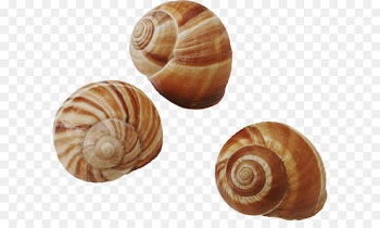 Seashell Common periwinkle Snail Gastropods - Seashell PNG 