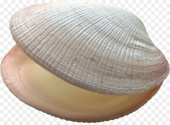 Seashell Conch Bivalvia Ocean - Marine Conch 