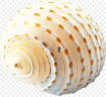 Seashell, Conch, Desktop Wallpaper, Shell PNG