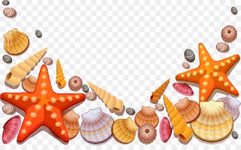Seashell, Conch, Encapsulated Postscript, Orange, Shell PNG
