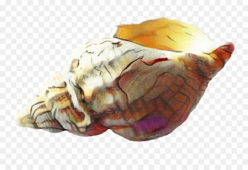 Seashell, Conch, Mollusc Shell, Shankha PNG