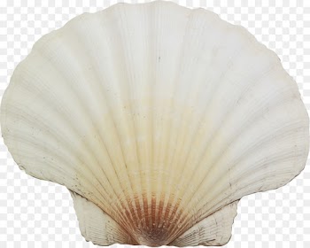 Seashell, Conchology, Scallops, White, Scallop PNG