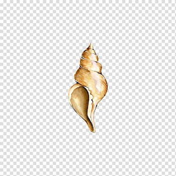 Seashell Digital , conch transparent background PNG clipart