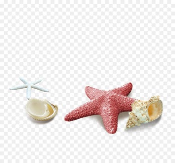 Seashell Download Computer file - Red simple starfish shell decoration pattern 