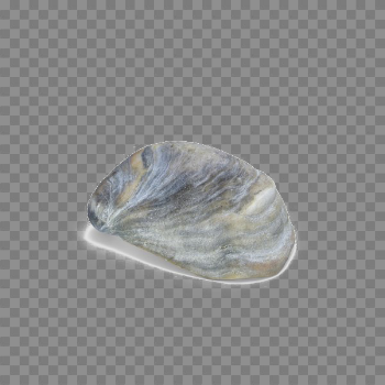 Seashell Download Transparent PNG Image