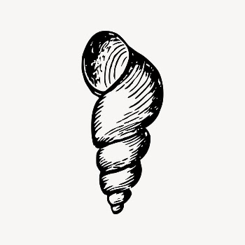Seashell drawing, beach object illustration | Free Vector Illustration - rawpixel