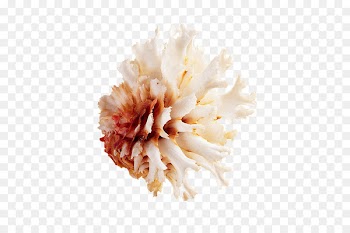 Seashell Image Portable Network Graphics Download -  