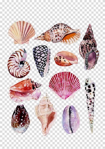 Seashell lot, Drawing Watercolor painting Art Nature Illustration, Conch Shell Beach transparent background PNG clipart